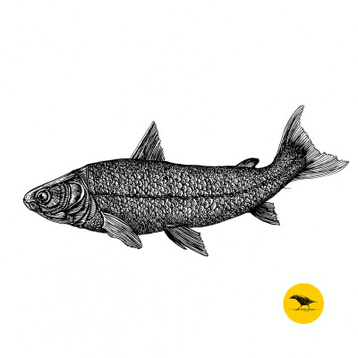 Schwarzweisse Tintezeichnung eines Fisches