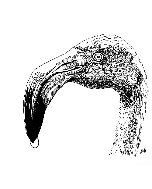 Schwarze Zeichnung eines Flamingos.