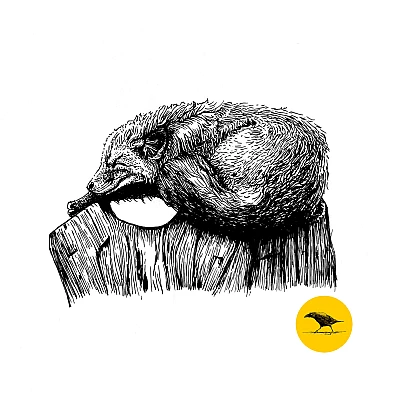 Schwarzweisse Tintezeichnung eines Fuchses