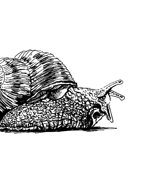 Schwarze Zeichnung einer Weinbergschnecke