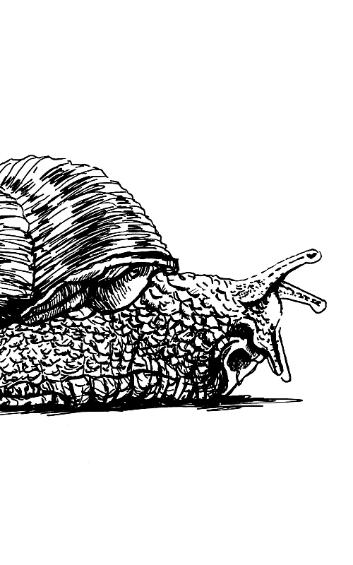 Schwarze Zeichnung einer Weinbergschnecke