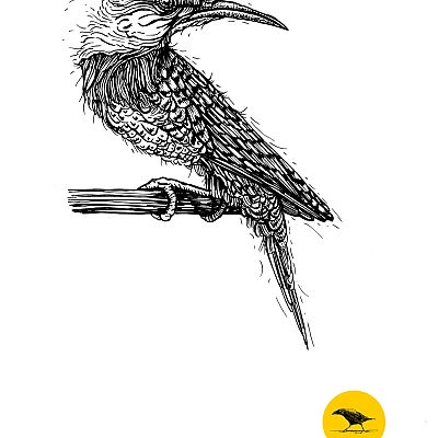 Schwarzweisse Tintezeichnung eines Vogels