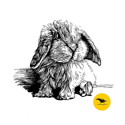 Schwarzweisse Tintezeichnung eines Hasen