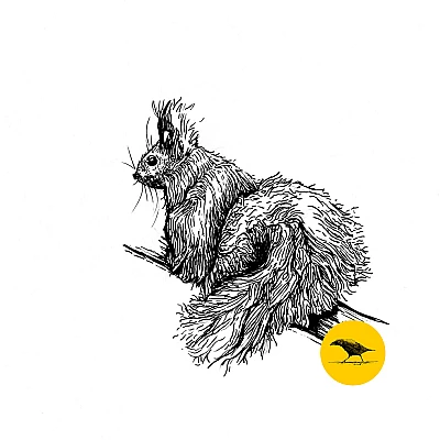 Schwarzweisse Tintezeichnung eines Eichhörnchens