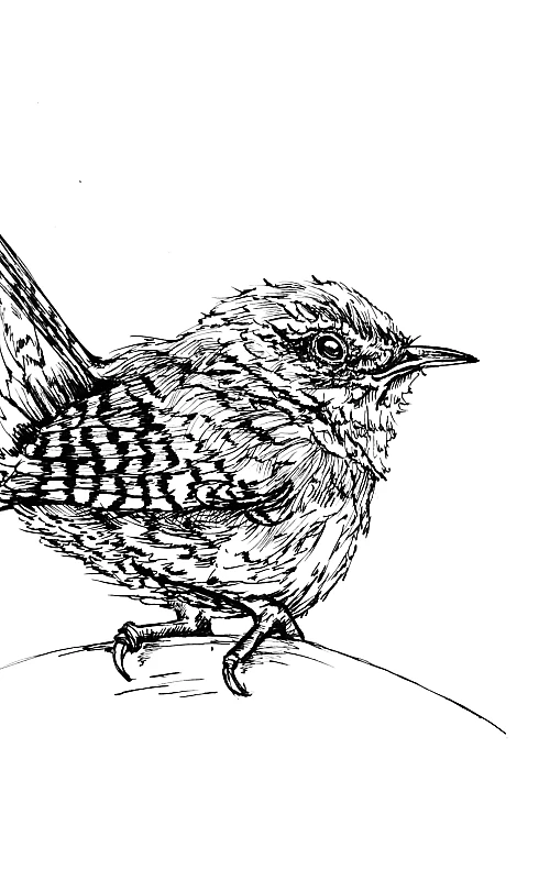 Schwarze Zeichnung eines Zaunkönigs