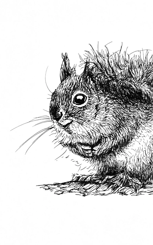 Schwarze Zeichnung eines Eichhörnchens.