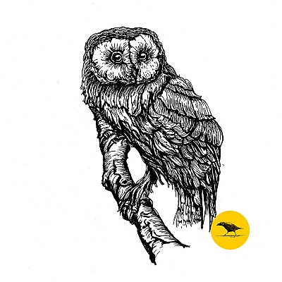 Schwarzweisse Tintezeichnung einer Eule