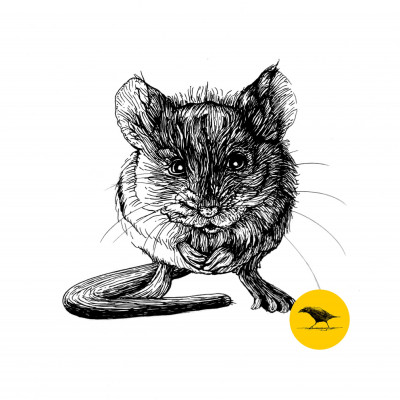 Schwarzweisse Tintezeichnung einer Maus