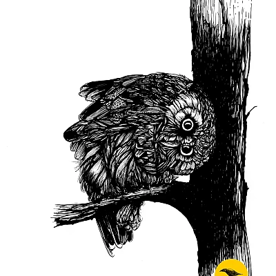 Schwarzweisse Tintezeichnung einer Eule