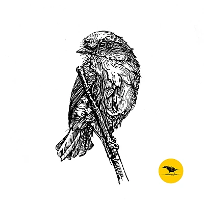 Schwarzweisse Tintezeichnung eines Vogels