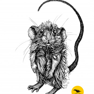 Schwarzweisse Tintezeichnung einer Maus