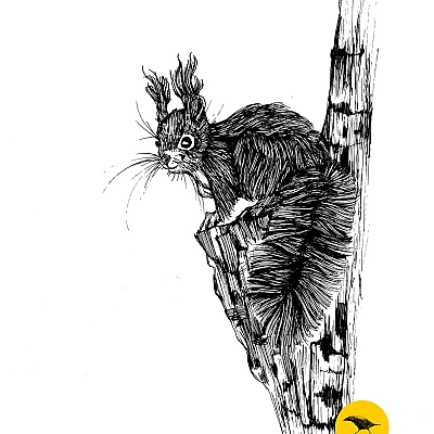 Schwarzweisse Tintezeichnung eines Eichhörnchens