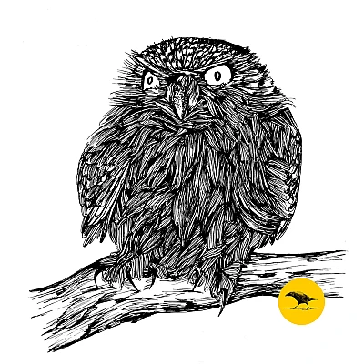 Schwarzweisse Tintezeichnung einer Eule