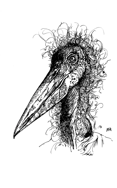 Schwarze Zeichnung eines Marabus