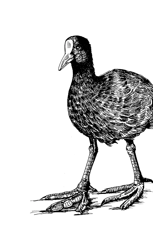 Schwarze Zeichnung eines Bleßhuhns.