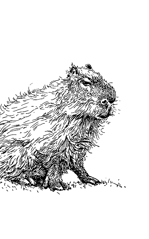 Schwarze Zeichnung eines Capybara
