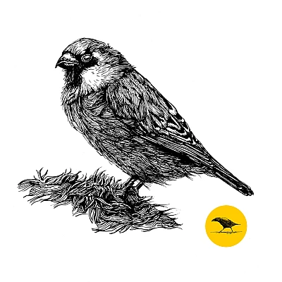 Schwarzweisse Tintezeichnung eines Vogels