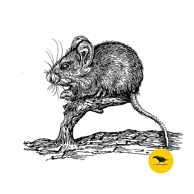 Schwarzweisse Tintezeichnung einer Maus