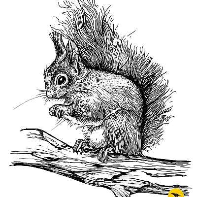 Schwarzweisse Tintezeichnung eines Eichhörnchens