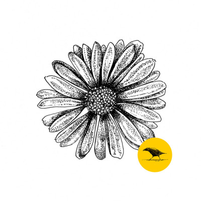 Schwarzweisse Tintezeichnung einer Blüte