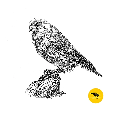 Schwarzweisse Tintezeichnung eines Vogels