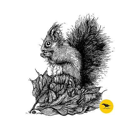 Schwarzweisse Tintezeichnung eines Eichhörnchens