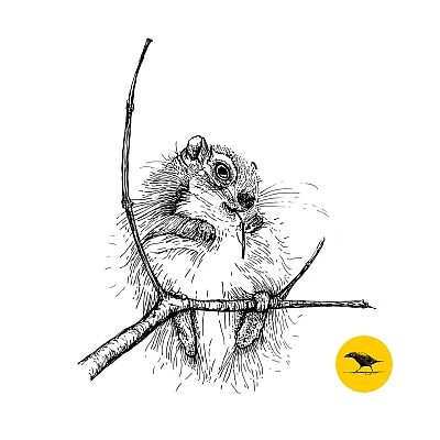 Schwarzweisse Tintezeichnung eines Eichhörnchens