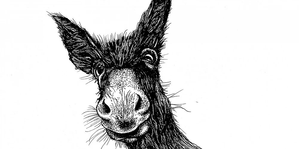 Schwarzweisse Tintezeichnung eines Esels