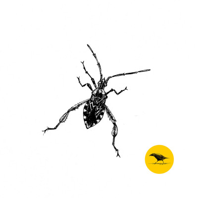 Schwarzweisse Tintezeichnung eines Insekts