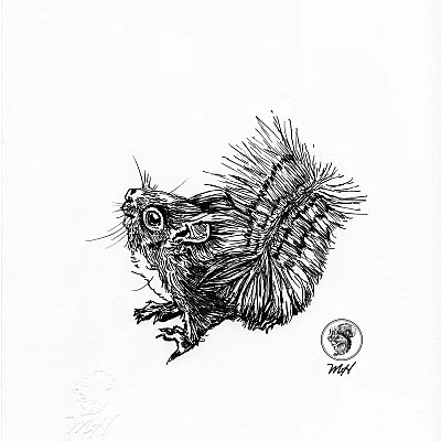 Schwarze Zeichnung eines Eichhörnchens.