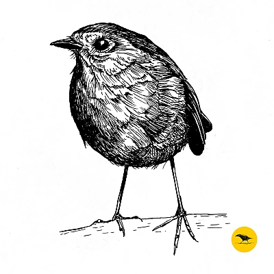 Schwarzweisse Tintezeichnung eines Vogels