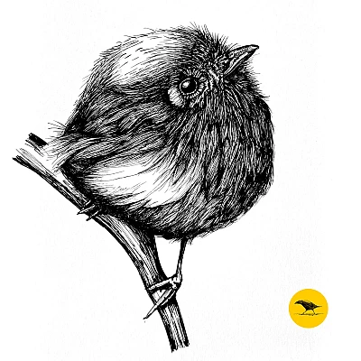 Schwarzweisse Tintezeichnung eines Vogels