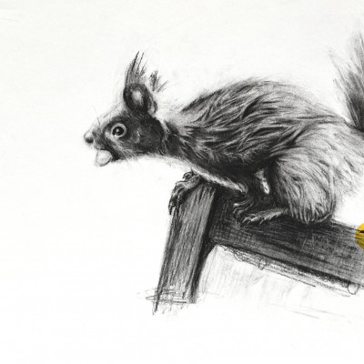Graustufenzeichnung eines Eichhörnchens im Sprung