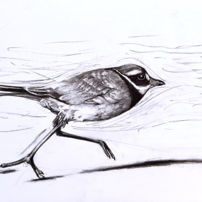 Graustufenzeichnung eines Vogels, der einen großen Schritt macht.