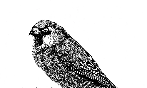 Schwarzweisse Illustration eines Vogels
