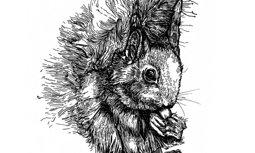 Schwarze Zeichnung eines zerzausten Eichhörnchens auf weißem Grund. Das Eichhörnchen sitzt auf den Hinterpfoten und hält etwas zwischen Vorderpfoten und Maul.
