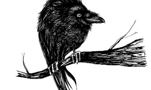 Schwarze Zeichnung einer freundlich schauenden Krähe, die auf einem Ast sitzt