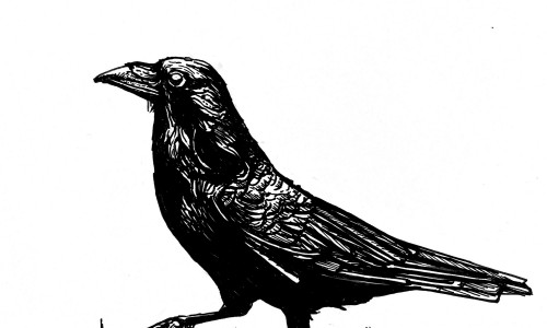 Schwarze Zeichnung einet Krähe, die mit erhobenem Kopf nach links schreitet.