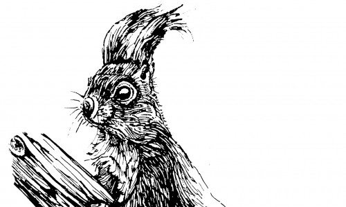 Schwarze detaillierte Illustration eines Eichhörnchens, das auf einem Ast sitzt und aufmerksam aufrecht sitzend nach links schaut