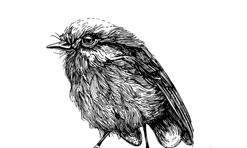 Tintezeichnung eines Vogels, der auf einem Ast sitzt